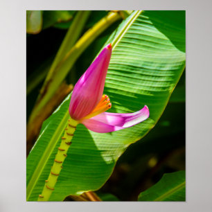 Banana Flower, Limahuli Gardens, Kauai Lodrät Poster