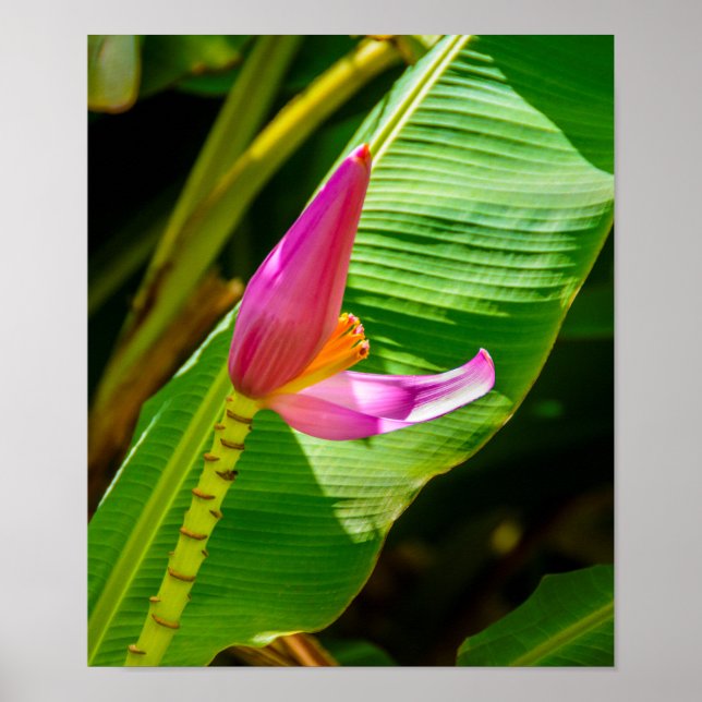 Banana Flower, Limahuli Gardens, Kauai Lodrät Poster (Framsidan)