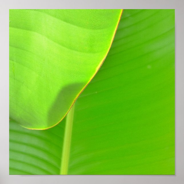 Banana Folds Poster (Framsidan)