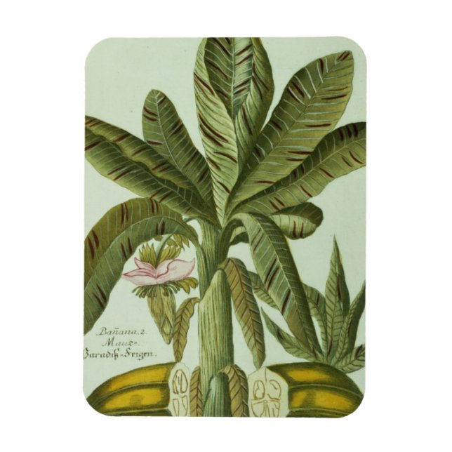 Banana, från J. Weinmann's Phytanthoza Iconographi Magnet (Vertikal)