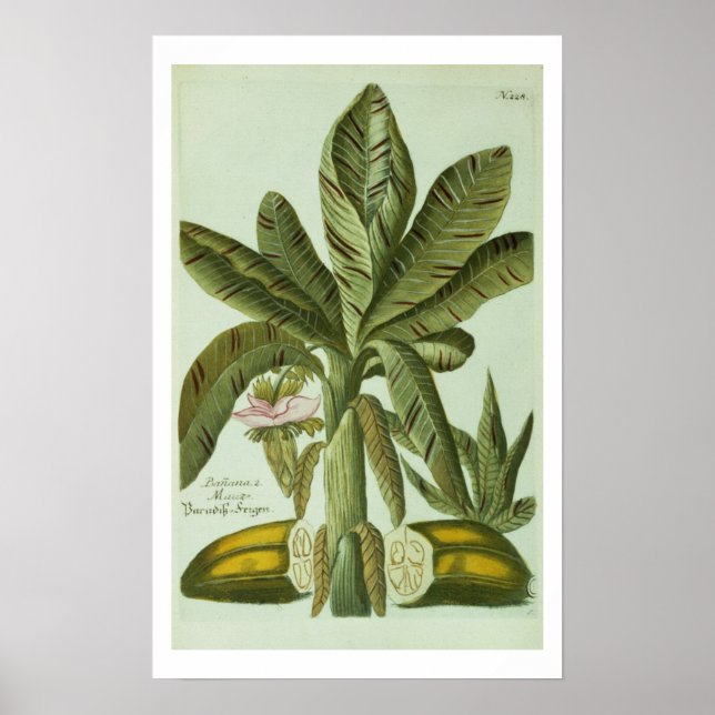 Banana, från J. Weinmann's Phytanthoza Iconographi Poster (Framsidan)