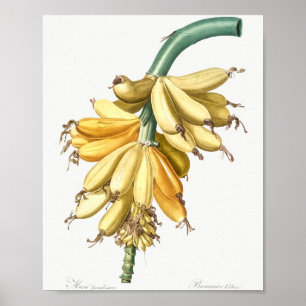 Banana från Les liacees (1805), Pierre-Joseph Poster