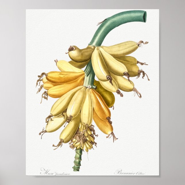 Banana från Les liacees (1805), Pierre-Joseph Poster (Framsidan)