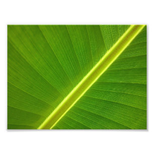 Banana Löv Macro Fototryck