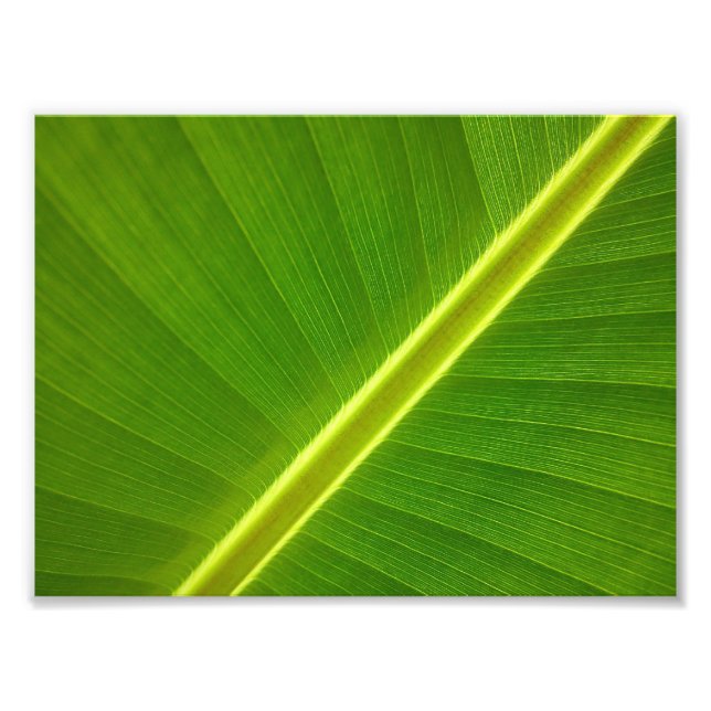 Banana Löv Macro Fototryck (Framsidan)