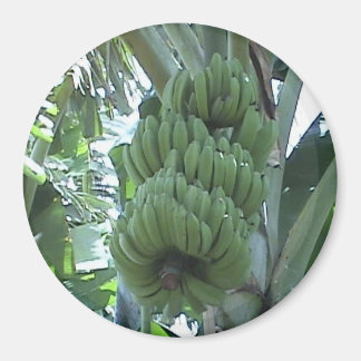 Banana Magnet