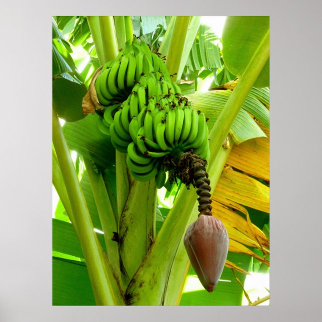 Banana Plant Poster (Framsidan)