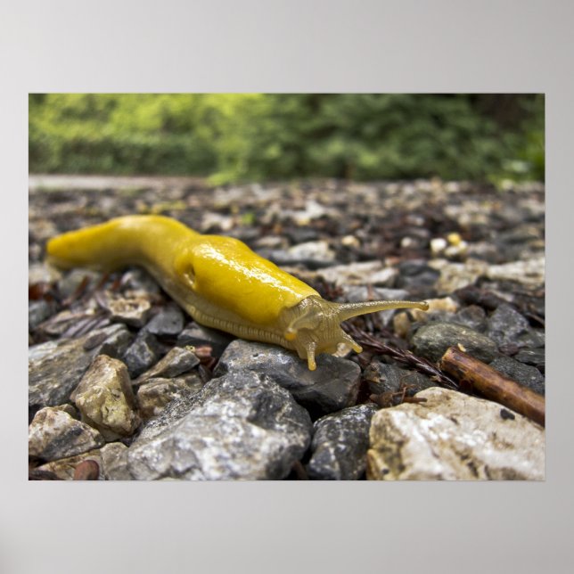 Banana Slug Art Poster (Framsidan)