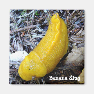 Banana Slug Magnet