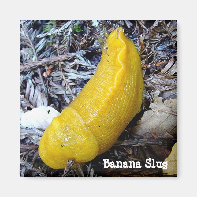 Banana Slug Magnet (Framsidan)