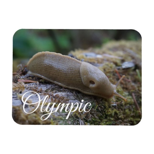 Banana Slug på den olympiska nationalparken i Moss Magnet (Horisontell)