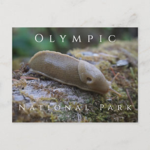 Banana Slug på Mossy Log, Olympic National Park Vykort
