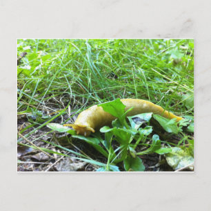 Banana Slug Vykort
