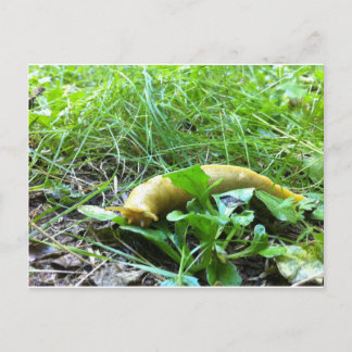 Banana Slug Vykort