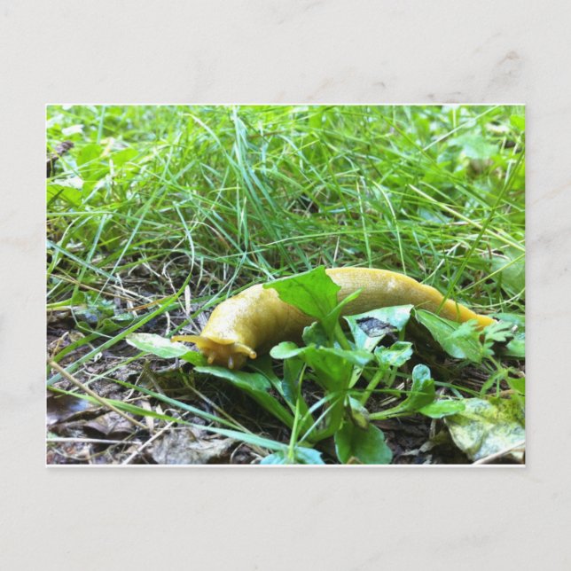 Banana Slug Vykort (Framsida)