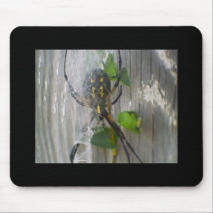 Banana Spider Musmatta