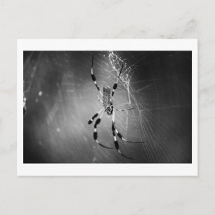 Banana Spider på Webben - vykort för foto