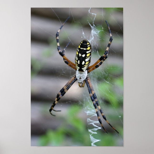 Banana Spider Poster (Framsidan)