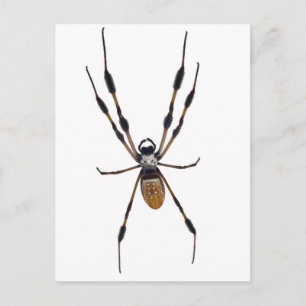 Banana spider vykort