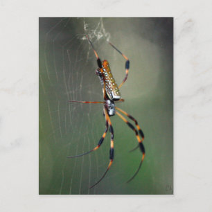 Banana Spider Vykort
