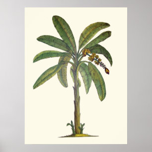 Banana Träd Botanical Poster