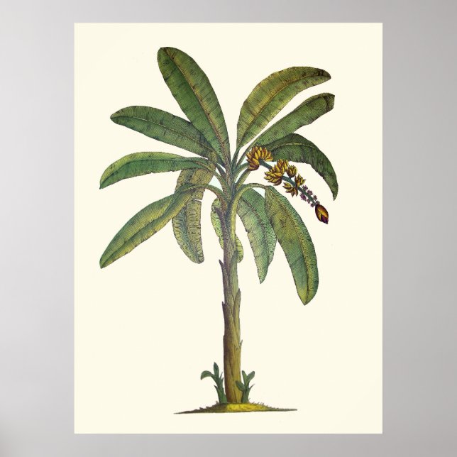Banana Träd Botanical Poster (Framsidan)