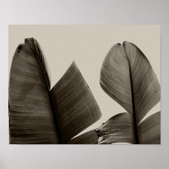 Banana Träd Löv i Sepia Poster (Framsidan)
