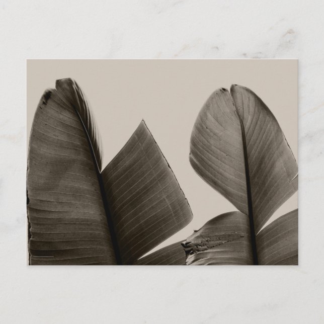 Banana Träd Löv i Sepia Vykort (Framsida)