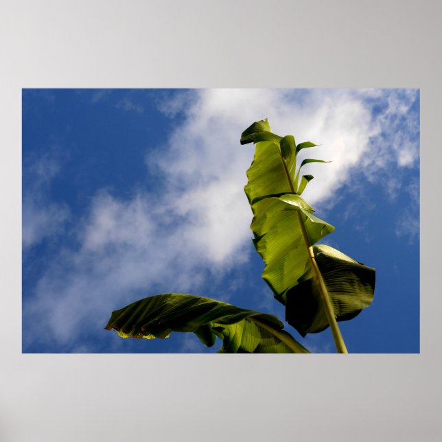 Banana Träd Löv Poster (Framsidan)