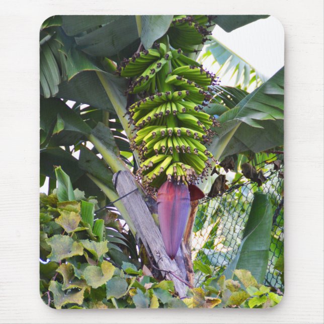 Banana träd på Madeira Musmatta (Framsidan)