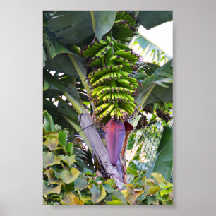Banana träd på Madeira Poster