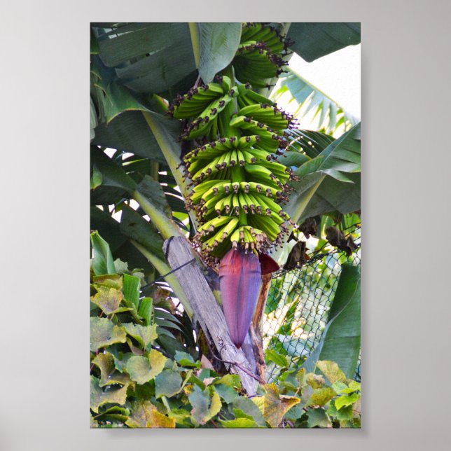 Banana träd på Madeira Poster (Framsidan)