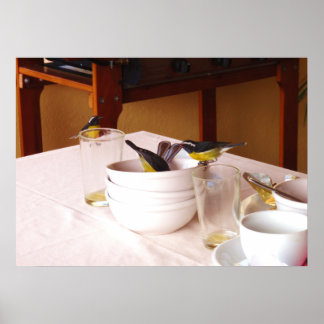 Bananakifåglar Coreba Falveola Poster