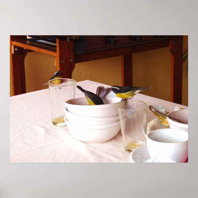 Bananakifåglar Coreba Falveola Poster (Framsidan)