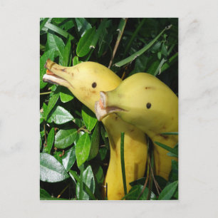 Bananansiktedelfiner Vykort