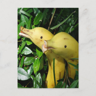 Bananansiktedelfiner Vykort
