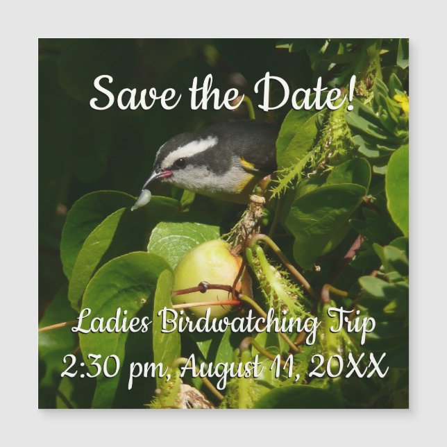 Bananaquit Bird Eating Tropical Photography (Framsida)
