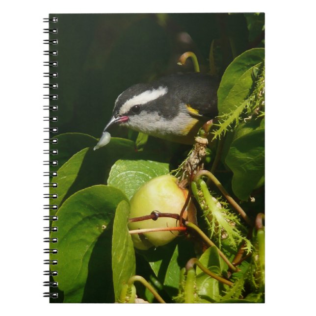 Bananaquit Bird Eating Tropical Photography Anteckningsbok (Framsidan)