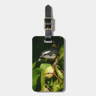 Bananaquit Bird Eating Tropical Photography Bagagebricka