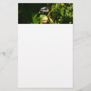 Bananaquit Bird Eating Tropical Photography Brevpapper