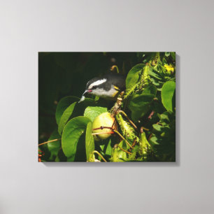 Bananaquit Bird Eating Tropical Photography Canvastryck