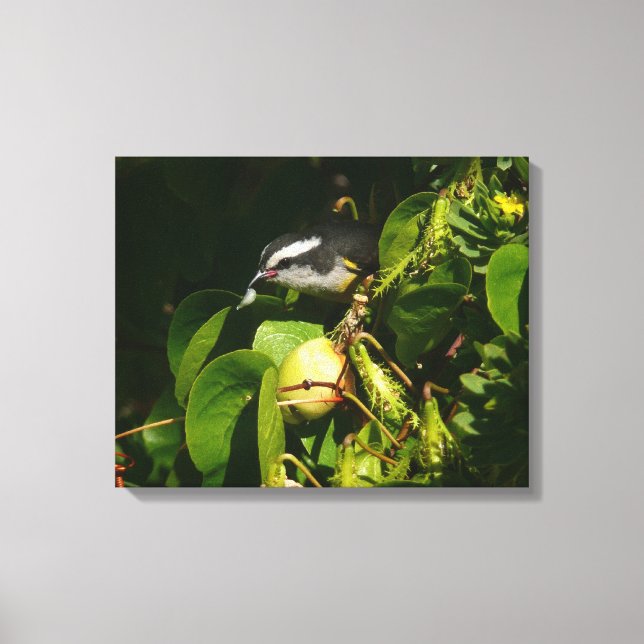 Bananaquit Bird Eating Tropical Photography Canvastryck (Framsida)