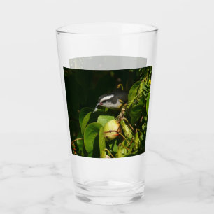 Bananaquit Bird Eating Tropical Photography Glaskopp