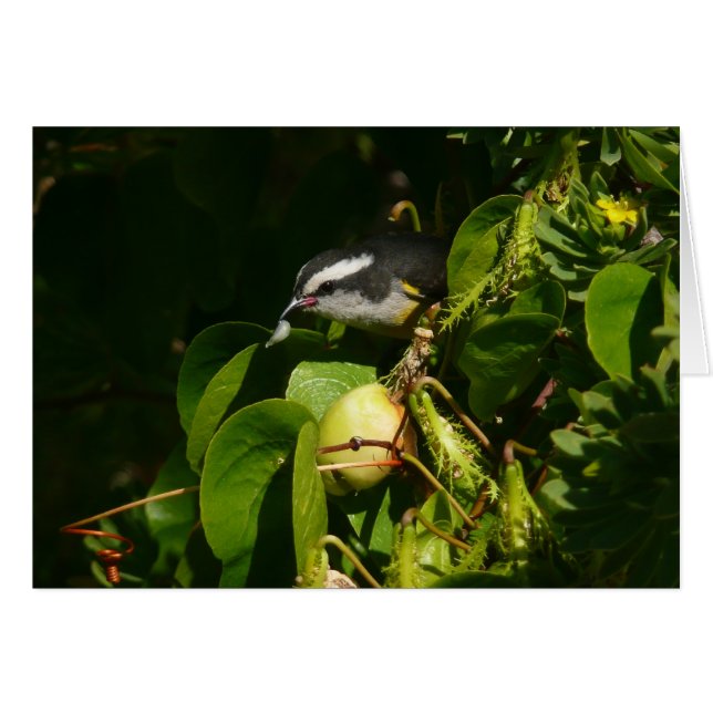 Bananaquit Bird Eating Tropical Photography Hälsningskort (Framsidan Horizontal)