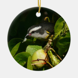 Bananaquit Bird Eating Tropical Photography Julgransprydnad Keramik