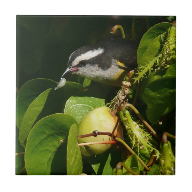 Bananaquit Bird Eating Tropical Photography Kakelplatta (Framsidan)