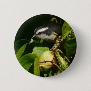 Bananaquit Bird Eating Tropical Photography Knapp