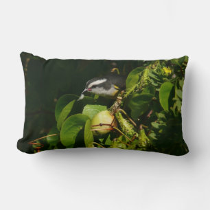 Bananaquit Bird Eating Tropical Photography Lumbarkudde