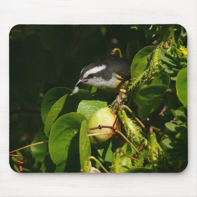 Bananaquit Bird Eating Tropical Photography Musmatta (Framsidan)