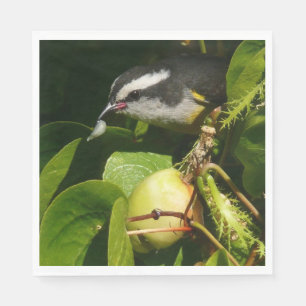 Bananaquit Bird Eating Tropical Photography Pappersservett